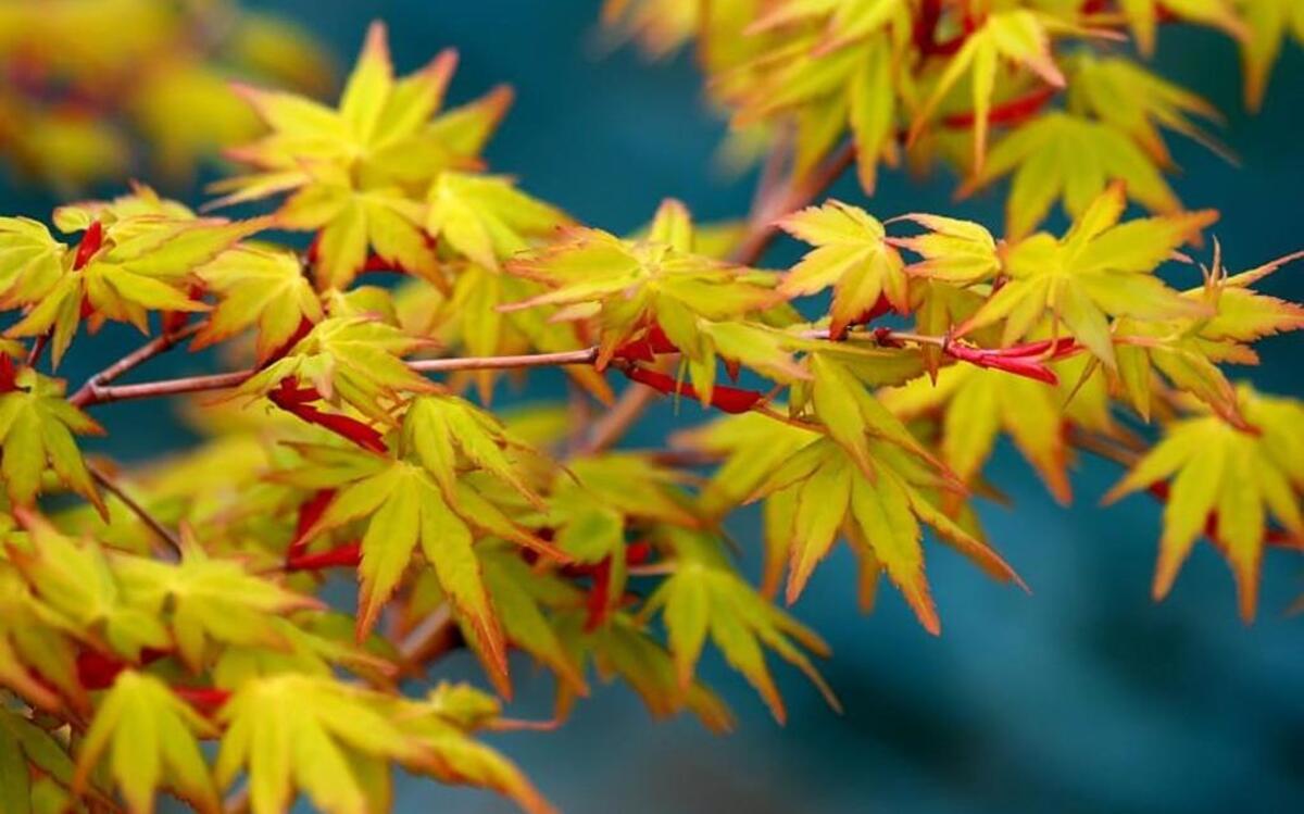 
A beautiful Japanese maple with interesting color such as Bijou may be just the thing to replace a large shrub or small tree that isn’t as pretty.
