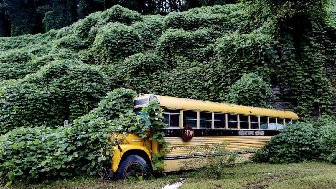 Invasive plants: A serious environmental threat you can do something about