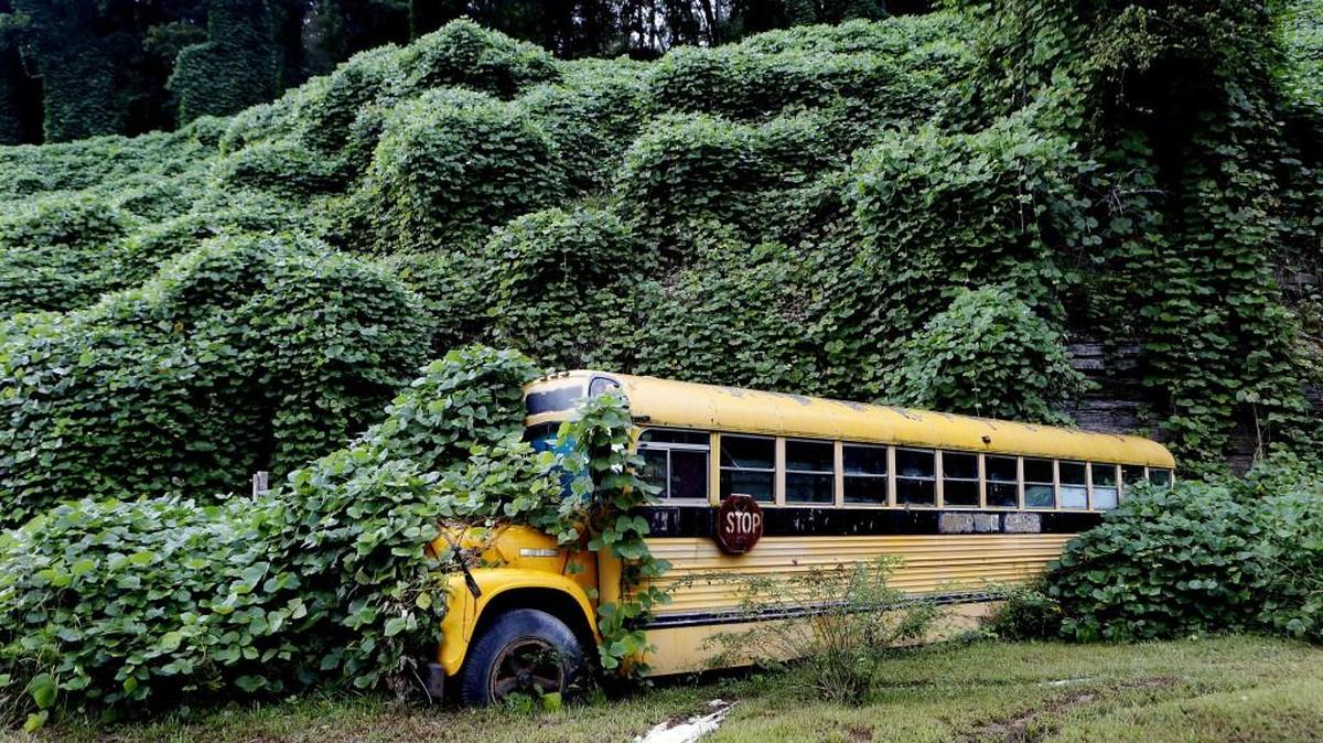 Kudzu is one of the most common offenders on invasive plants. It can blanket entire areas, smothering whatever plant life was there before.