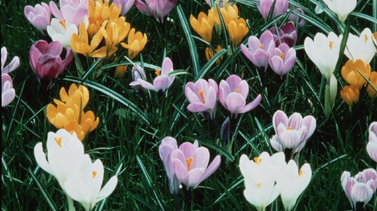 
Early, bunch-flowering crocuses come in a range of lovely colors that brighten the winter landscape. 

