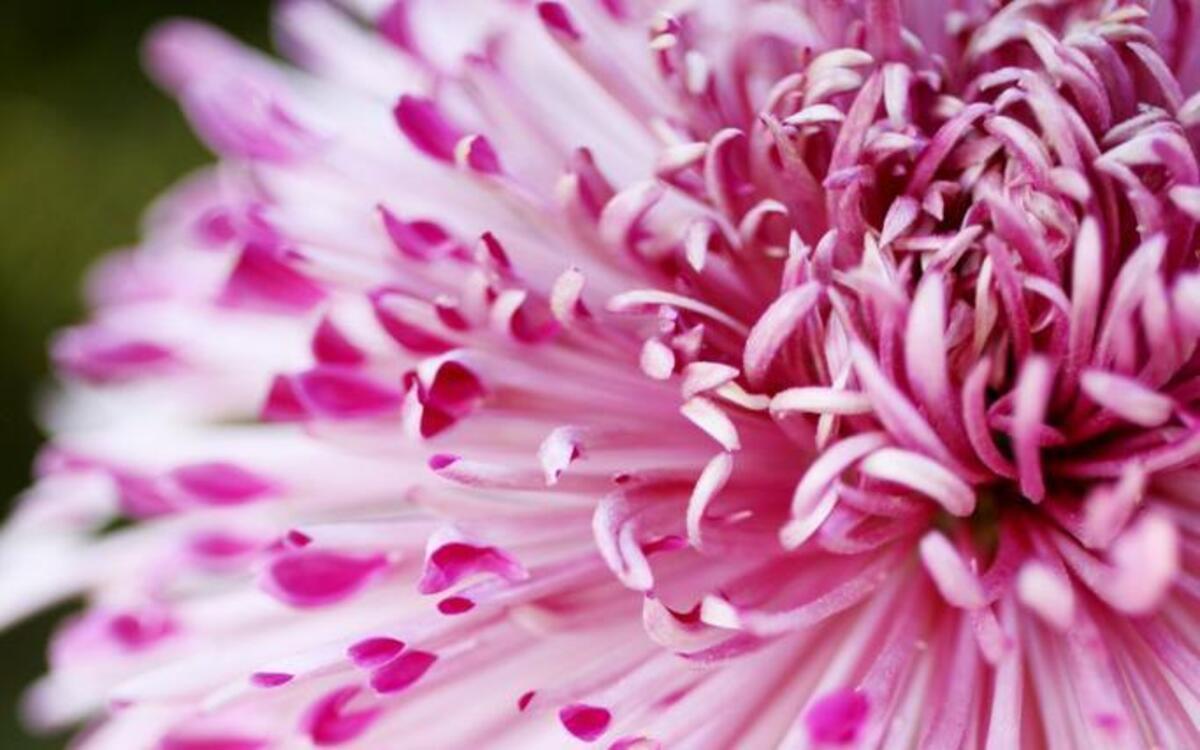 Learn how to grow Chrysanthemums with horticulturist Michelle Rawlins on Oct. 26 at Duke Gardens in Durham.