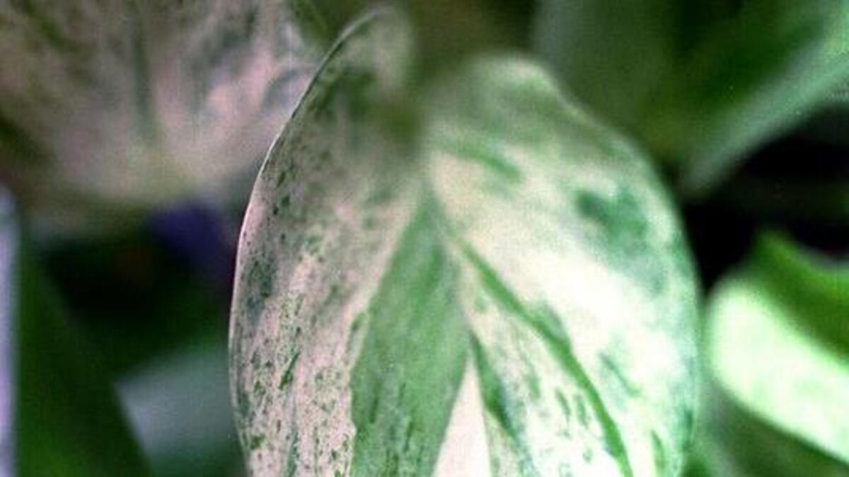 The typical pothos has mostly green leaves with yellow or cream markings, which add distinction to an easy house plant.