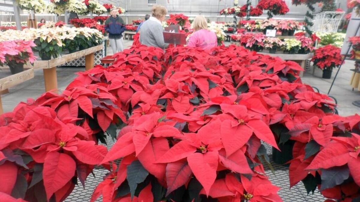 JC Raulston Arboretum is hosting a poinsettia open house with more than 100 kinds of poinsettias on display from 1-5 p.m. Dec. 6.