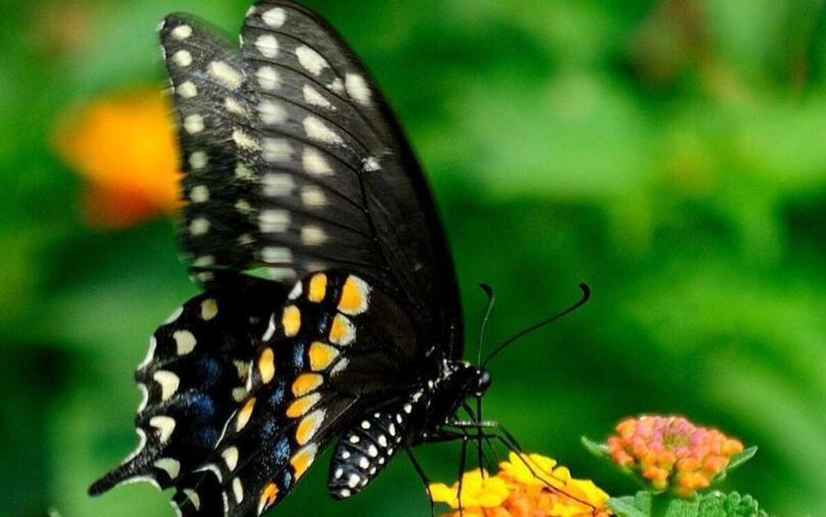 
Upcoming Black Swallowtail class at Sarah P. Duke Garden. 
