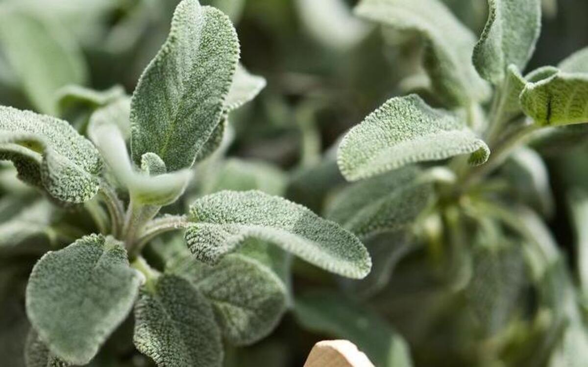 Sage grows deliciously in a home garden.