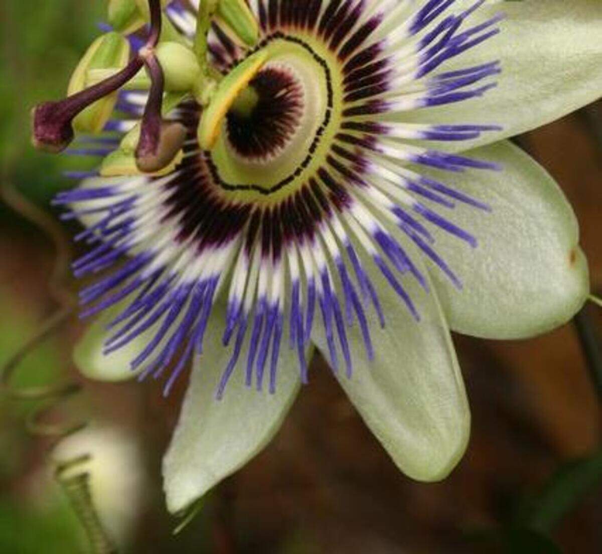 
It might look prissy, but passion flower vine performs better with minimal care. Its blossoms can be up to 6 inches across.


