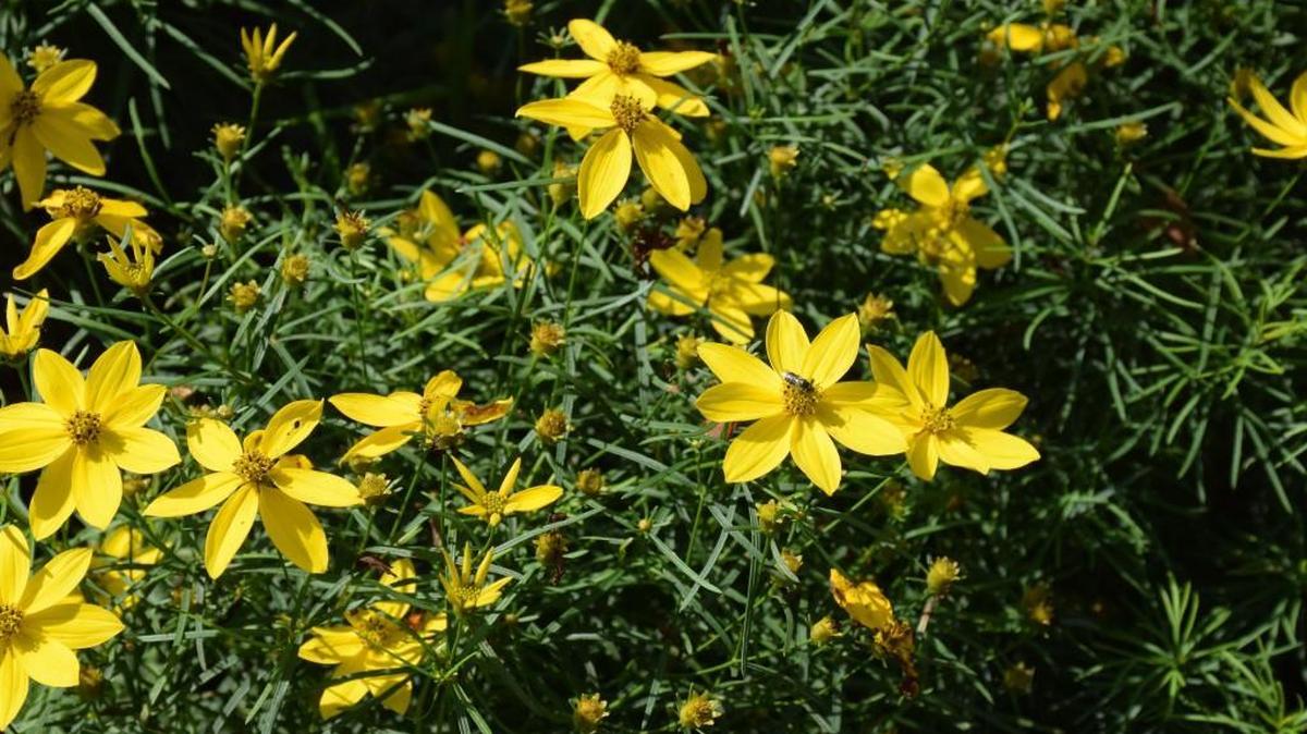 North Carolina is a prime portion on the monarch butterfly’s route. Planting native perennials like Coreopsis verticillata, also known as Whorled Tickseed, helps support the butterflies on their migration.