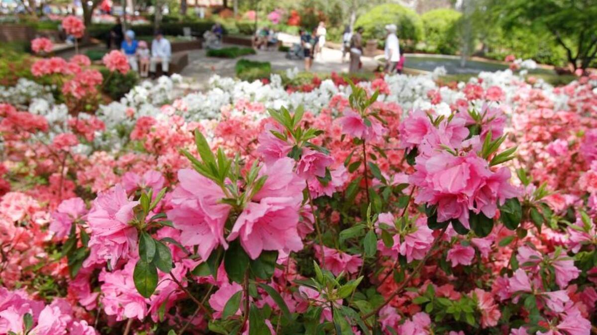 
Whether you plant evergreen azaleas in large batches or small doses, they make an impact in the landscape.
