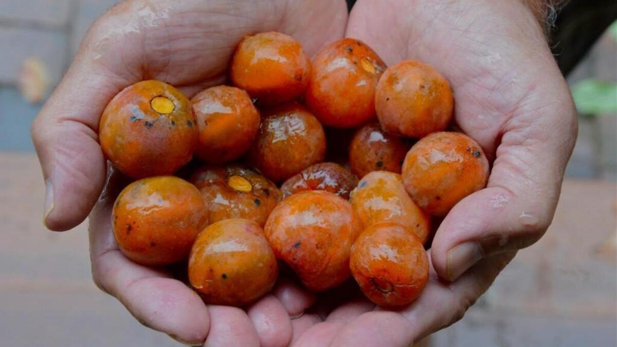 The 8th annual Colfax Persimmon Festival will be 10 a.m.-4 p.m. Nov. 7.