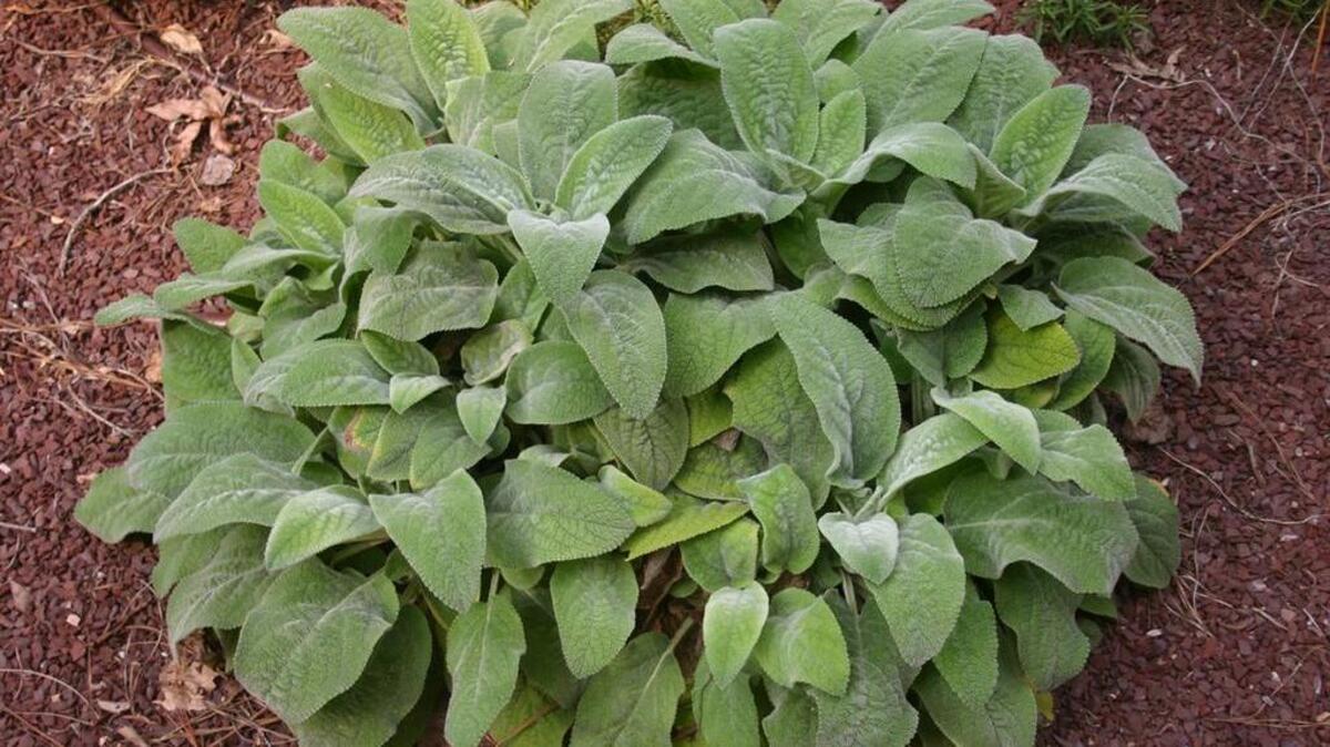 Hairy leaves like those of lamb's ear, not only feel soft, but they conserve water and stand up to drought.