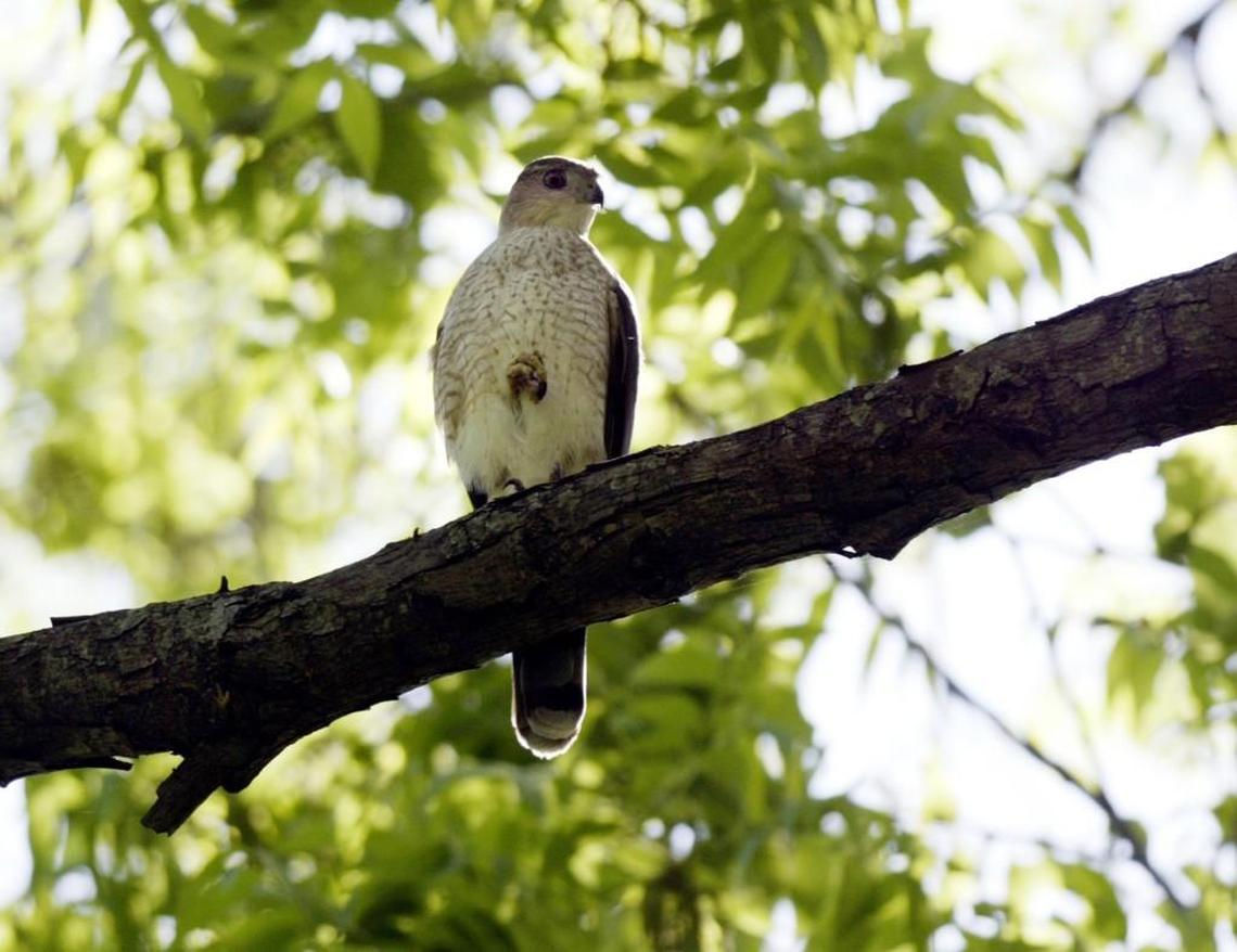 The Cooper’s hawk prefers woodlands although occasionally can be seen at backyard feeders – munching on the proffered seeds but also expanding the menu by taking advantage of smaller birds that show up.