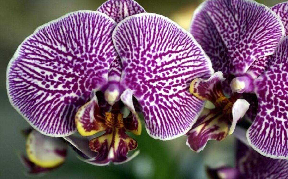 Phalaenopsis orchids, like this Leopard Prince ‘Sogo’ orchid, are relatively easy to grow.