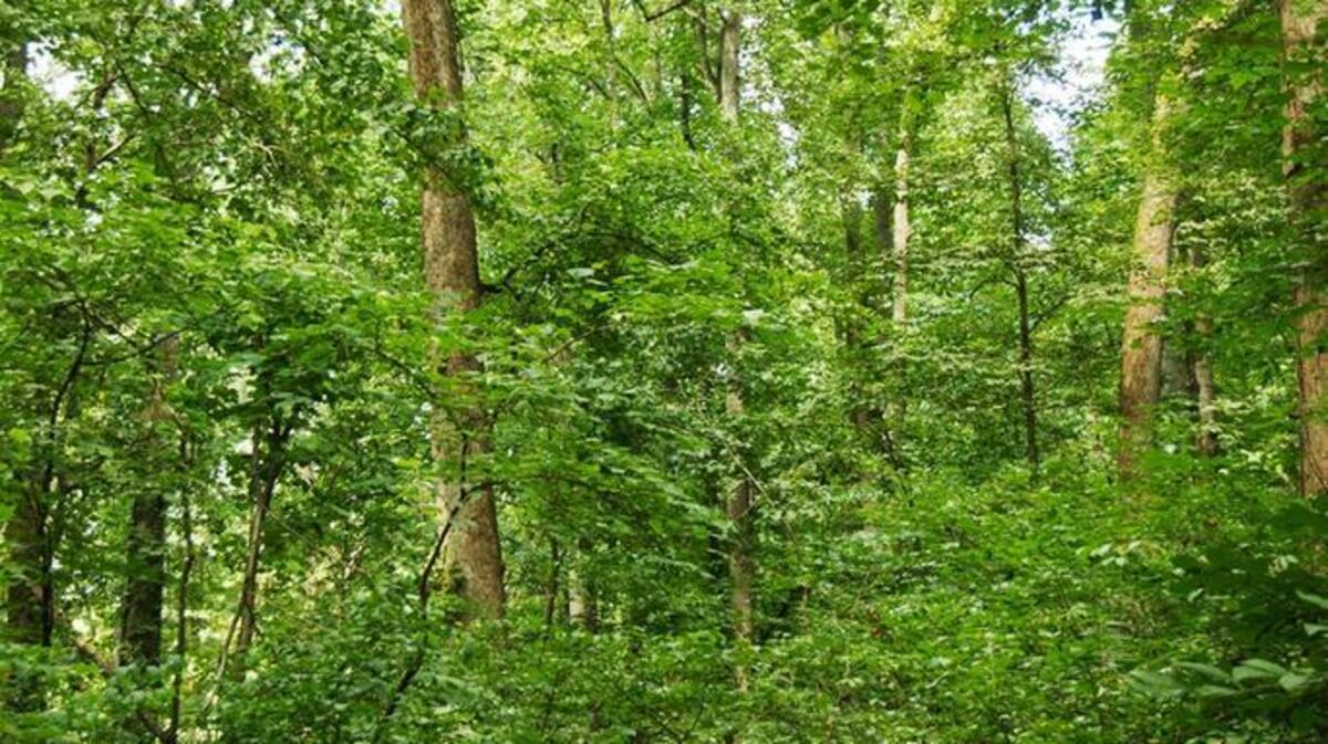 The Landmark Forest at Montpelier.