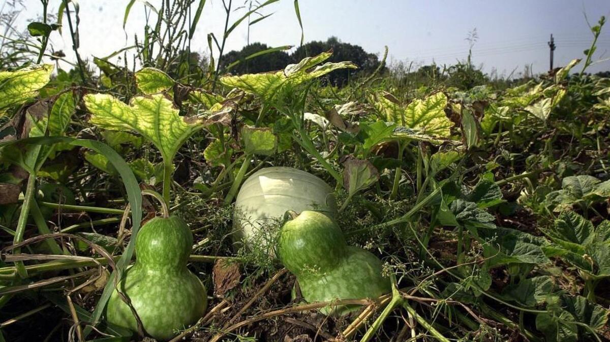The Town of Cary has two “Prep and Plant” sessions scheduled for the creation of the “Out of the Gourdinary” community project at Good Hope Farm.