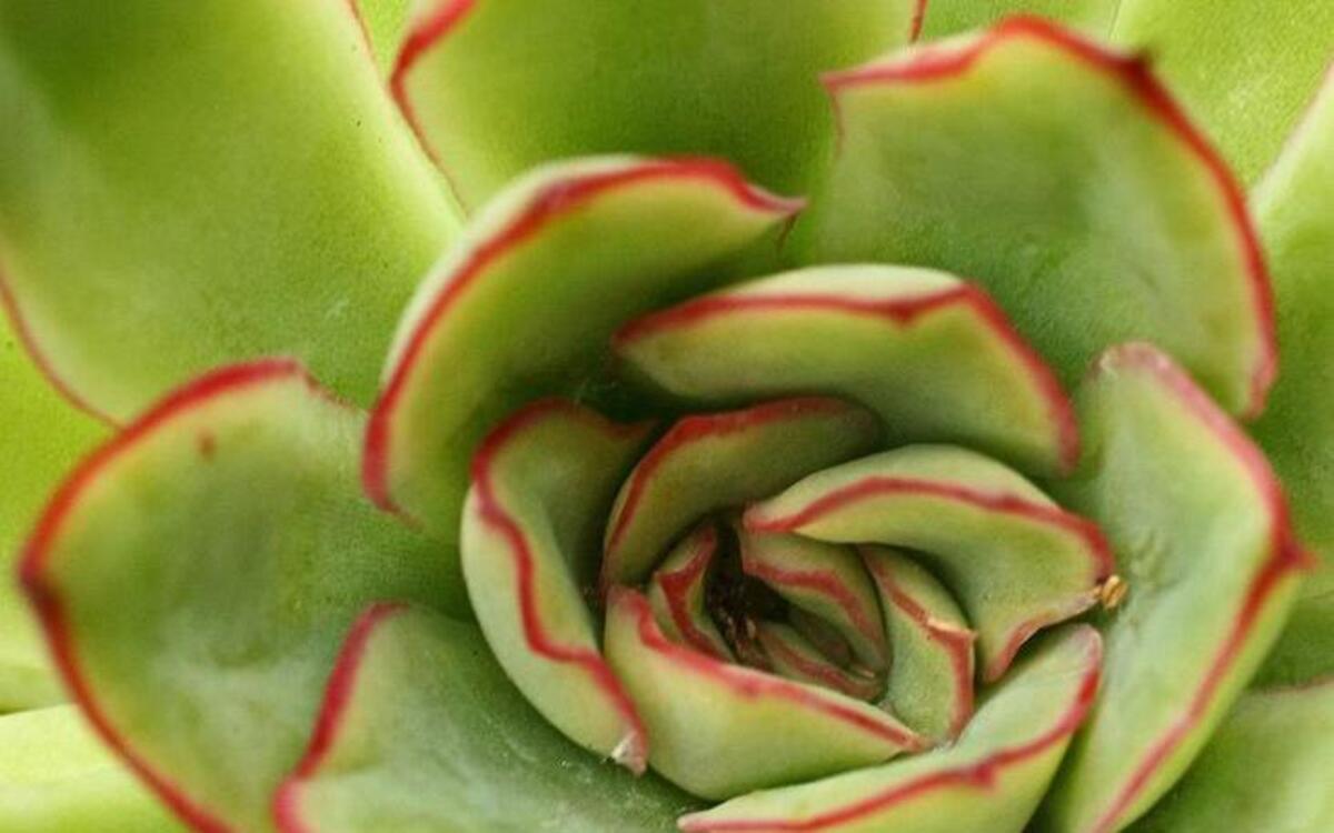 Succulent gardens are a big trend in gardening and home decor. Learn about succulent care and design while you create a fun, modern dish garden. 10-11 a.m. Nov. 7. at Atlantic Avenue Orchid & Garden in Raleigh.