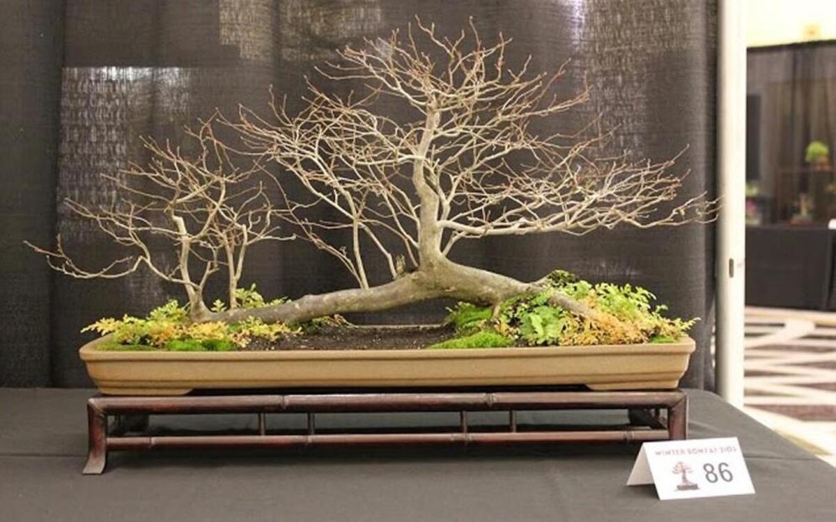 Raleigh’s Atlantic Avenue Orchid & Garden Center is hosting an introduction to bonsai course on April 9.