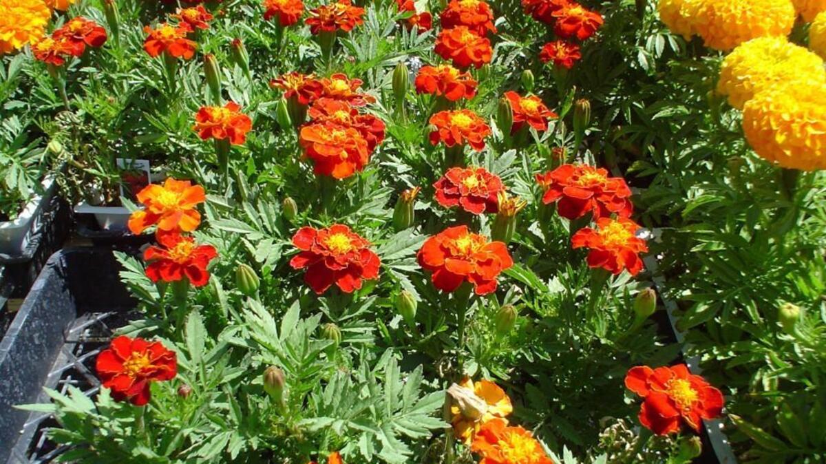 Two kinds of marigolds, the red dwarf French marigolds and a taller one in yellow, show how well these colors combine.
