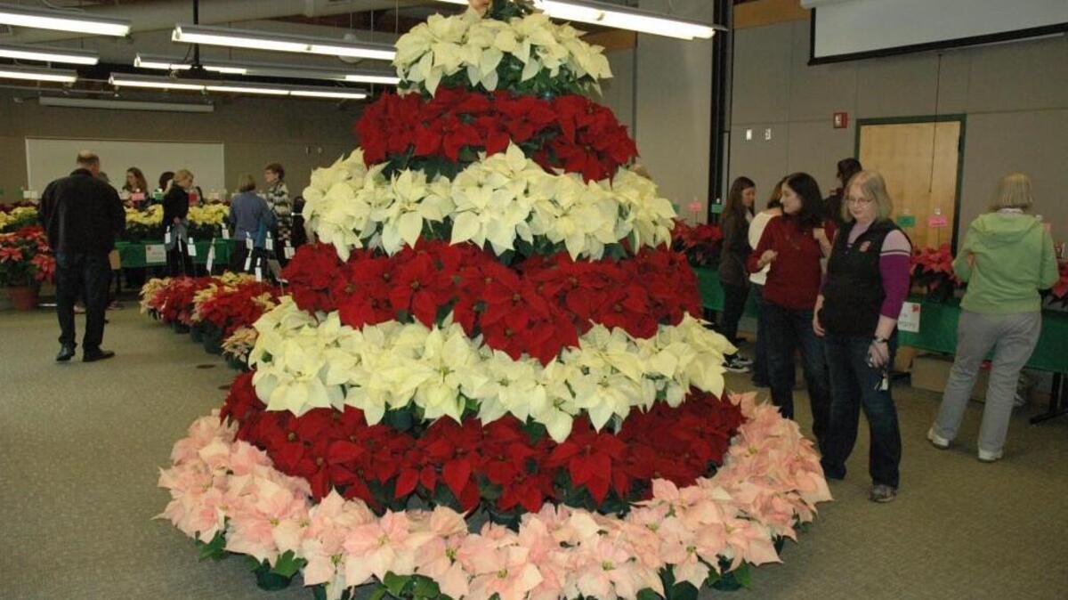 JC Raulston Arboretum is hosting its poinsettia open house on Dec. 4.