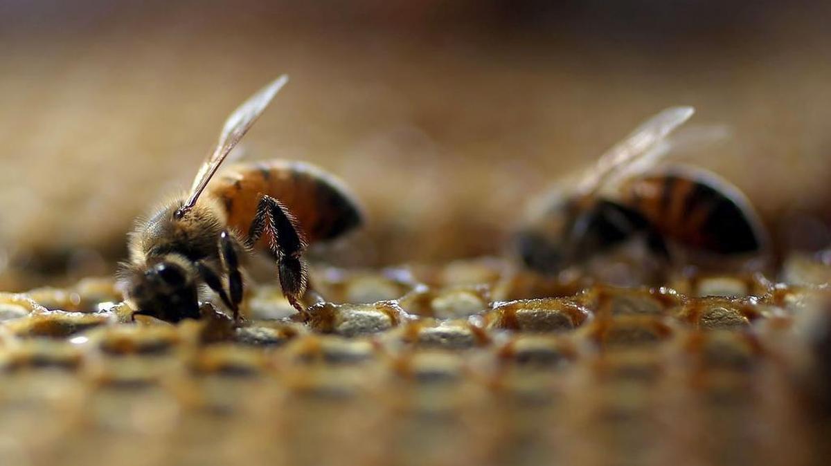 Honeybees are seen at the J & P Apiary and Gentzel's Bees, Honey and Pollination Company on May 19, 2015 in Homestead, Florida.