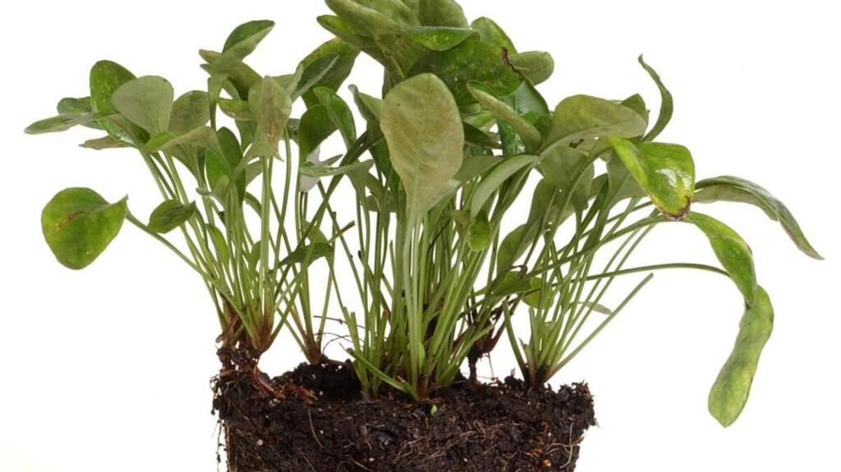 
This perennial coreopsis shows how roots spread to develop fresh, young plants that you can cut from the mother plant and replant in flower beds. 
