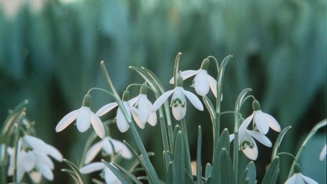 The common snowdrops we plant in the Piedmont are called Galanthus nivalis.