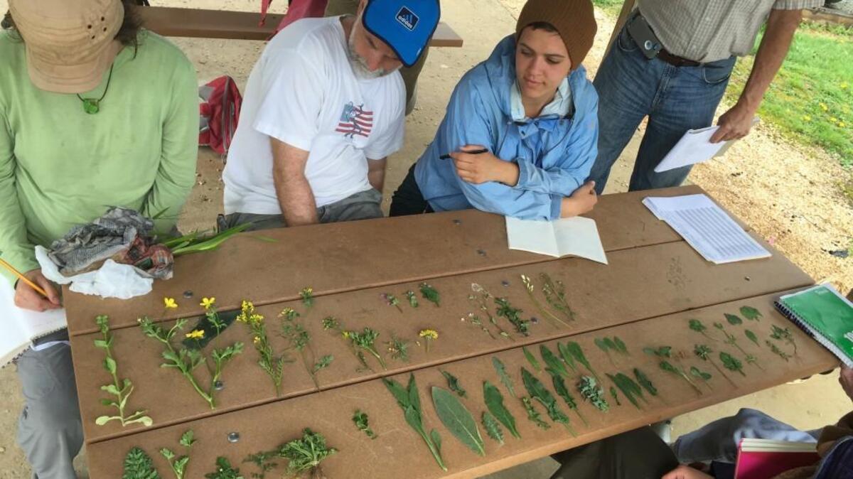 Students study edible, medicinal plants collected during a walk with herbalist Kim Calhoun.