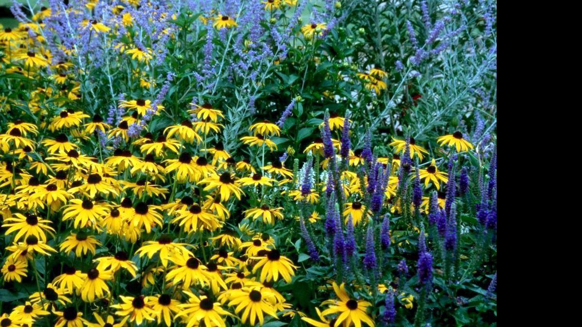 
The Goldsturm rudbeckia accompanied by blue veronica and Russian sage. 
