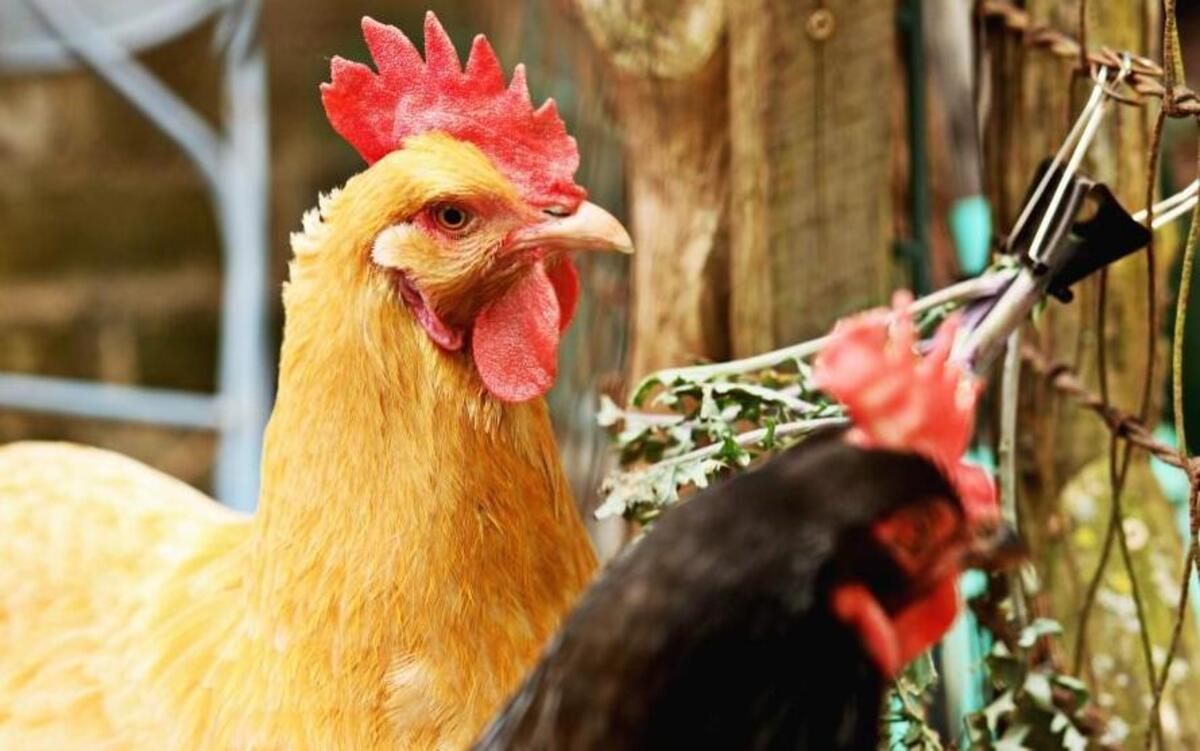 Frank Hyman's chickens, from left, Buttercup, a Buff Orpington, and Black Dahlia, a Copper Marans, feed on fresh greens from the garden in Durham on Tuesday, May 10, 2016. The greens are clipped to the fence to stabilize them for the chickens for easier feeding.