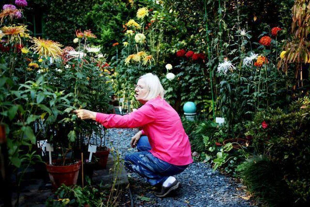 Raleigh gardener Joan Matthews deadheads plants Oct. 30, 2014. Matthews grows an abundance of unusual chrysanthemum varieties in her small Five Points backyard.