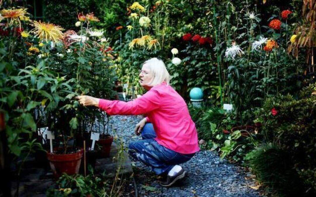 
Raleigh gardener Joan Matthews deadheads plants Oct.  30, 2014. Matthews grows an abundance of unusual chrysanthemum varieties in her small Five Points backyard.
