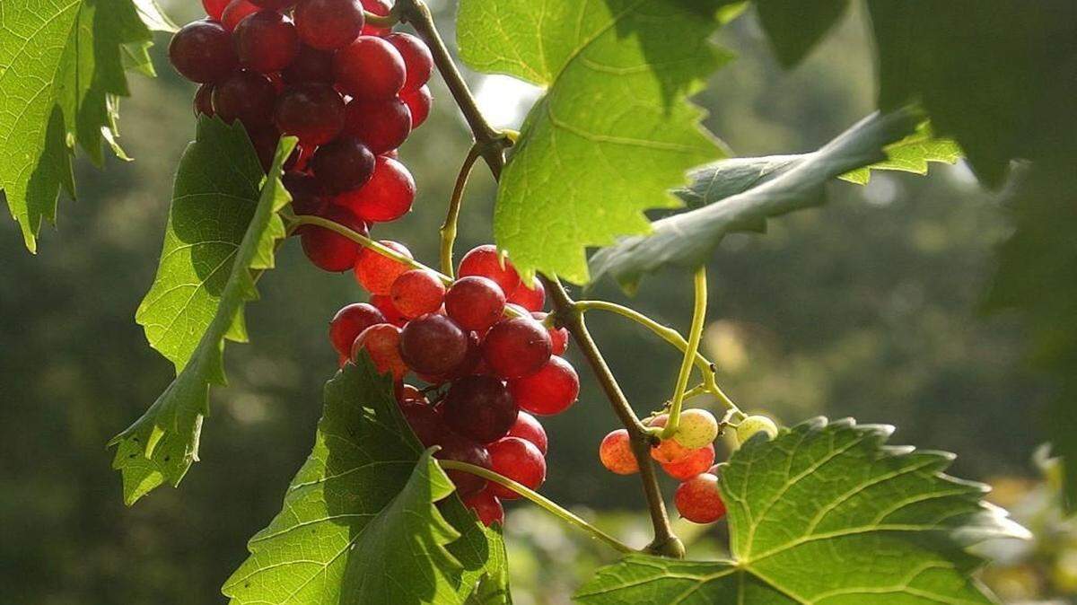 If you’re interested in growing grapes it can be done on a smallscale with a mere handful of vines. If this interests you, now is the time to start planting: soon, warmer weather will bring the growing season.