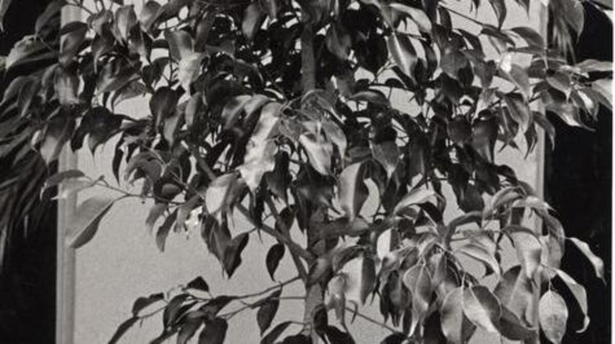 The weeping fig is a popular house plant that must be brought indoors for the winter. This plant is famous for dropping leaves when the environment shifts from bright outdoors to low-light indoors. New leaves usually follow.