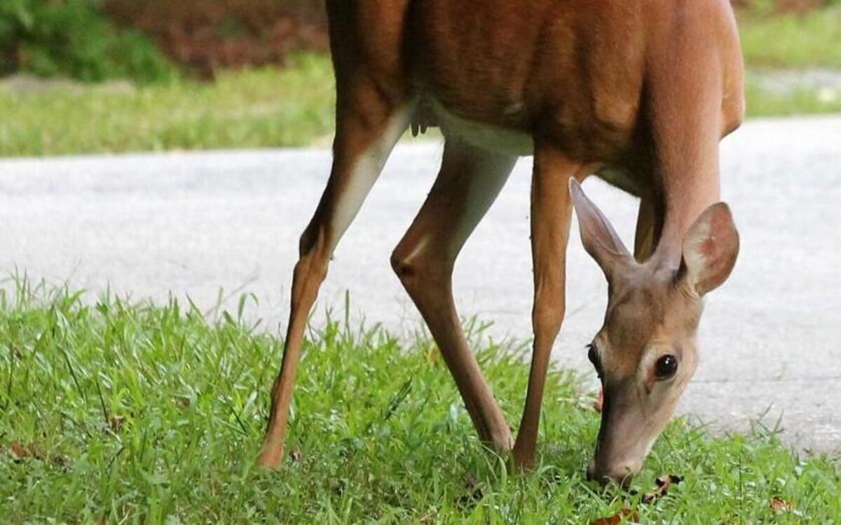 
Signs that the drought is impacting animals include increased fighting over access to food and water and wandering out of their normal habitat range.
