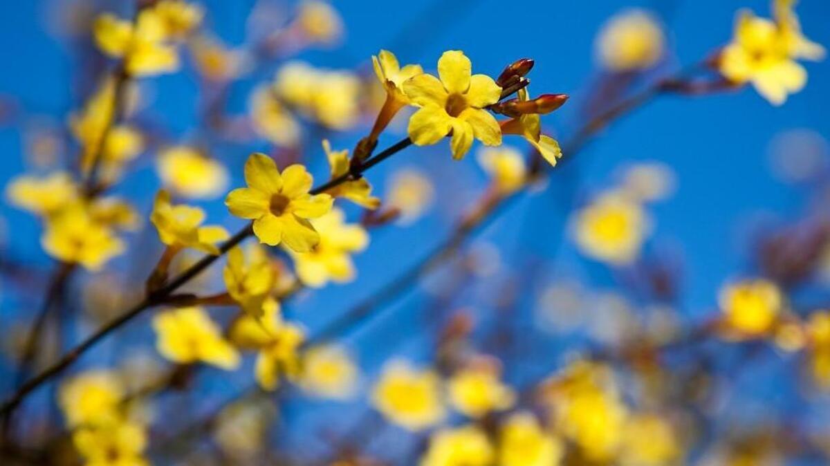 Winter jasmine is an early-flowering shrub that can be planted now for bright color in the landscape.
