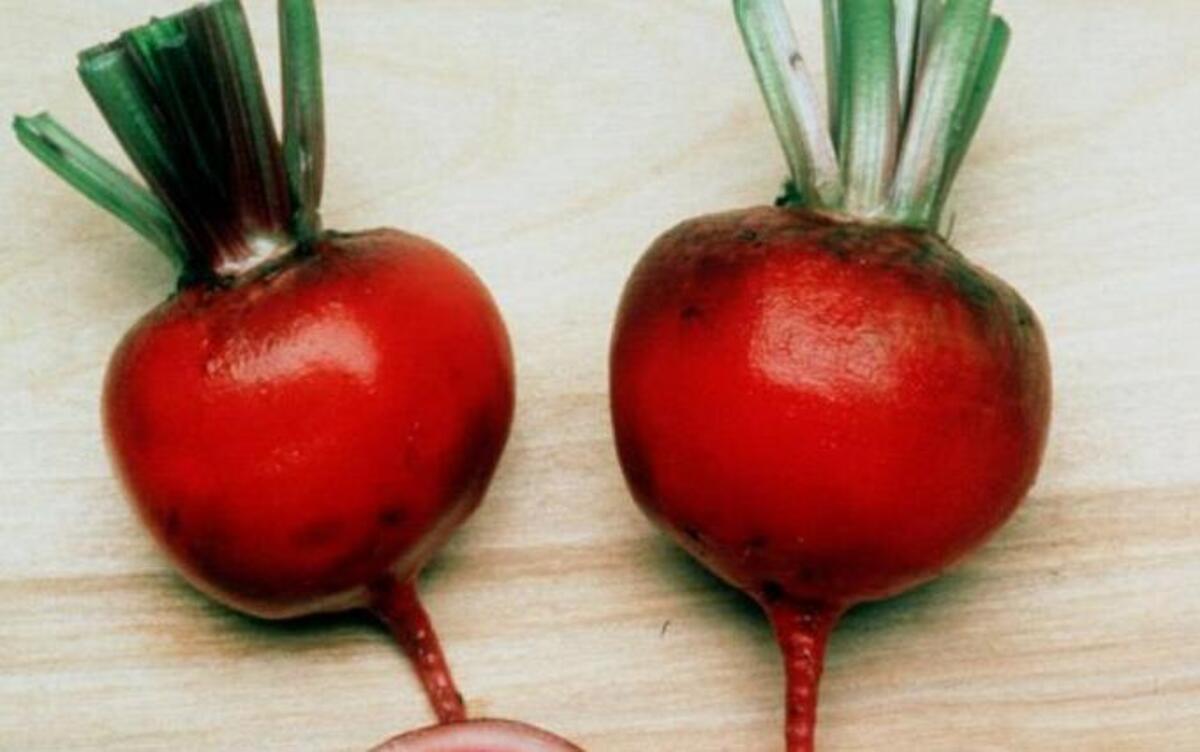 Beets, such as this Italian heirloom named Chioggia, are suited for the spring or fall garden because they grow well in cool soil and air.