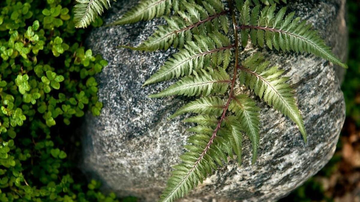 Take a fern garden walk at N.C. Botanical Garden.
