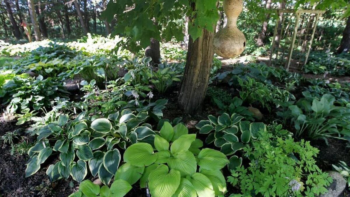 Hostas need a sunny spot, adequate moisture and good soil to thrive.