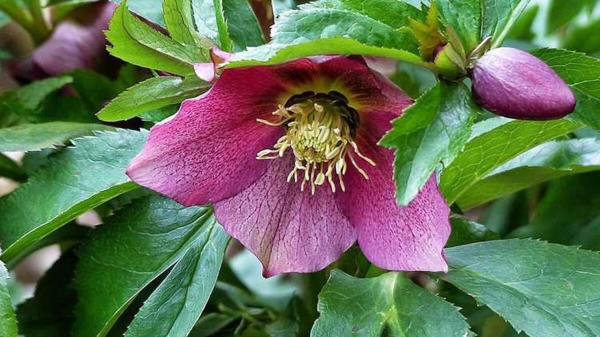 Fairview Garden Center is offering a hellebore class on Feb. 20.
