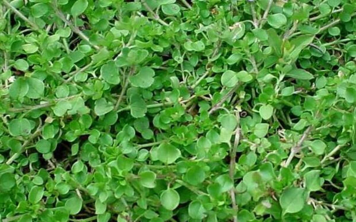 Common chickweed sprouts in late autumn and early winter to form large mats. Try to get rid of it before the flowers appear in late winter and early spring.