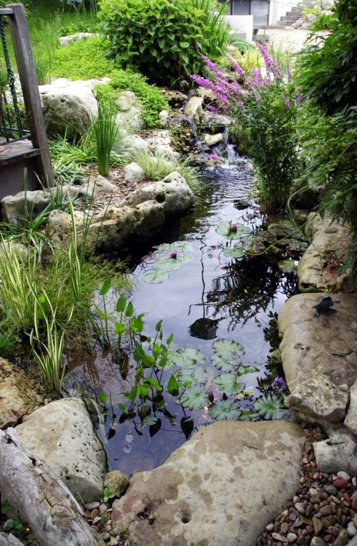 While there’s little that a backyard gardener can do to stop the explosion of development, there’s a lot we can do to mitigate the damage by providing additional habitat options. Adding a pond or other small water feature can provide a safe spot for tadpoles and other amphibians to grow to adulthood.
