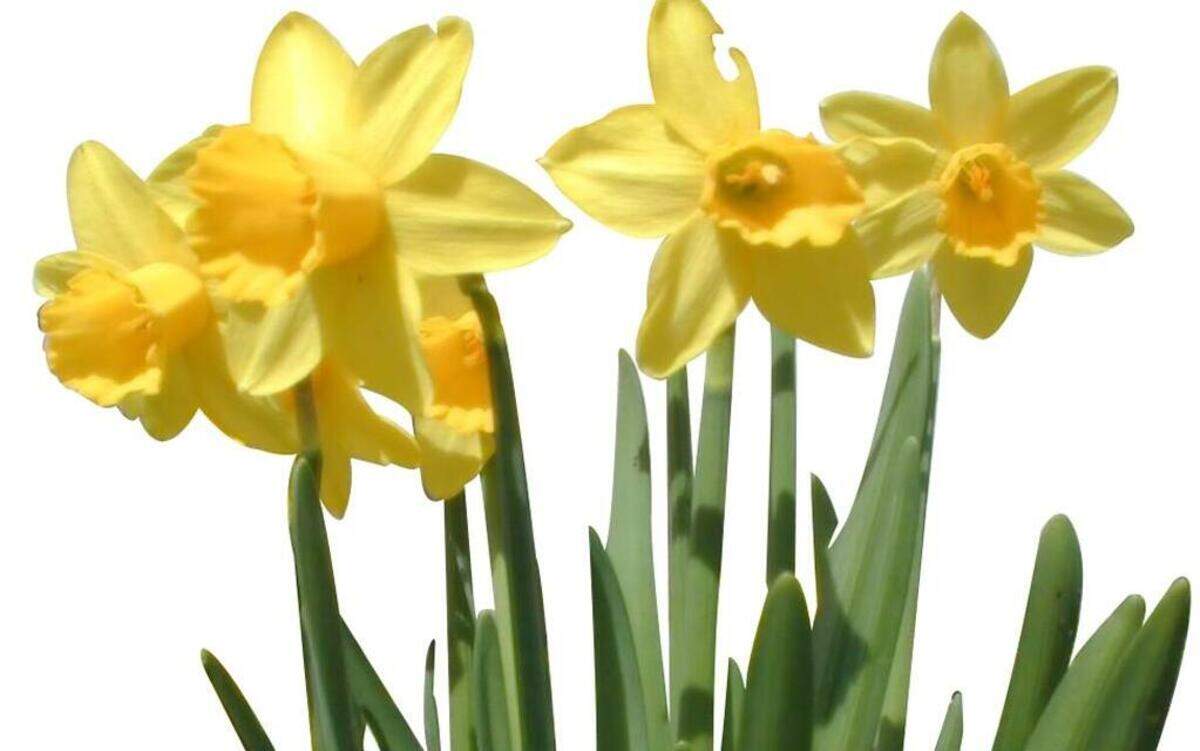 The green tips of daffodil foliage is rising and will benefit from fertilizer.