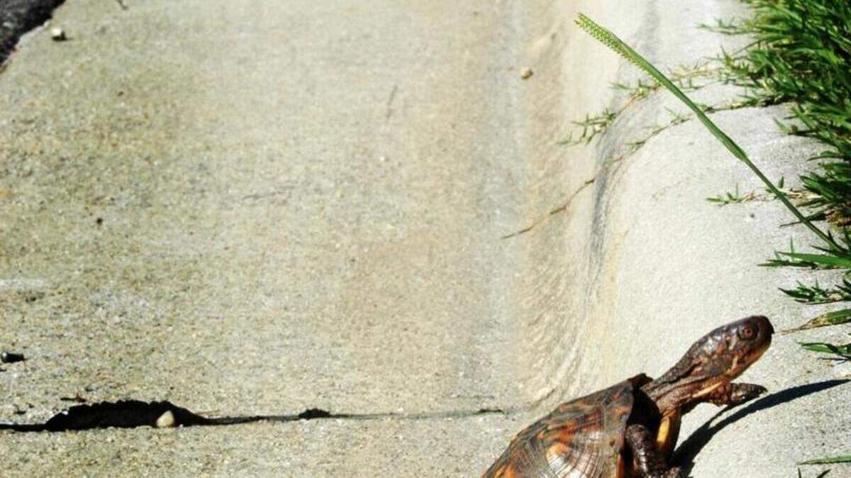 A box turtle struggles to climb the curb after making its way across the street. Three of the biggest threats to reptiles and amphibians in a rapidly developing environment are traffic, water pollution and loss of of existing habitat.