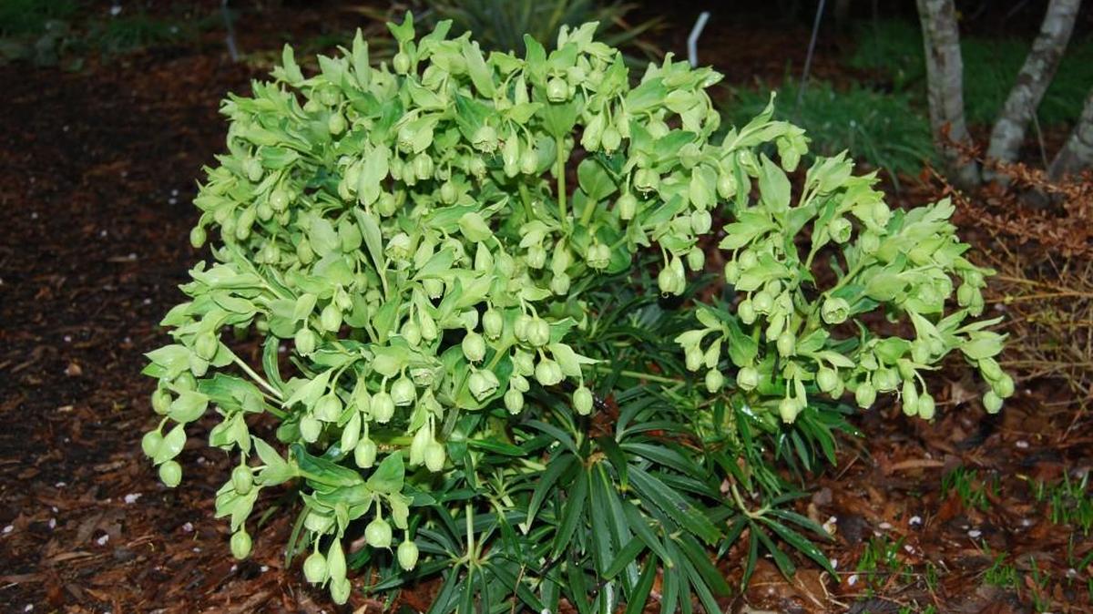 One of the few plants that voles avoid is hellebore. Planting hellebores around other plants can help with their survival.