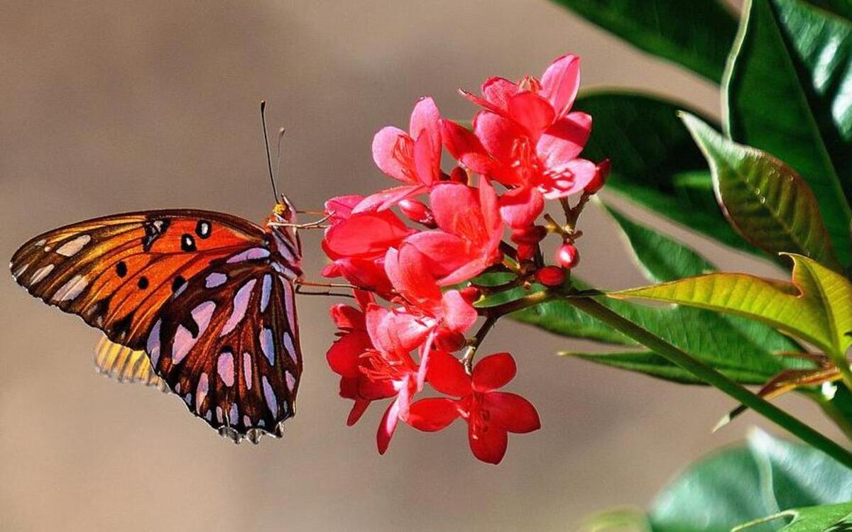 
The gulf fritillary finds the spicy jatropha to be the perfect feast.
