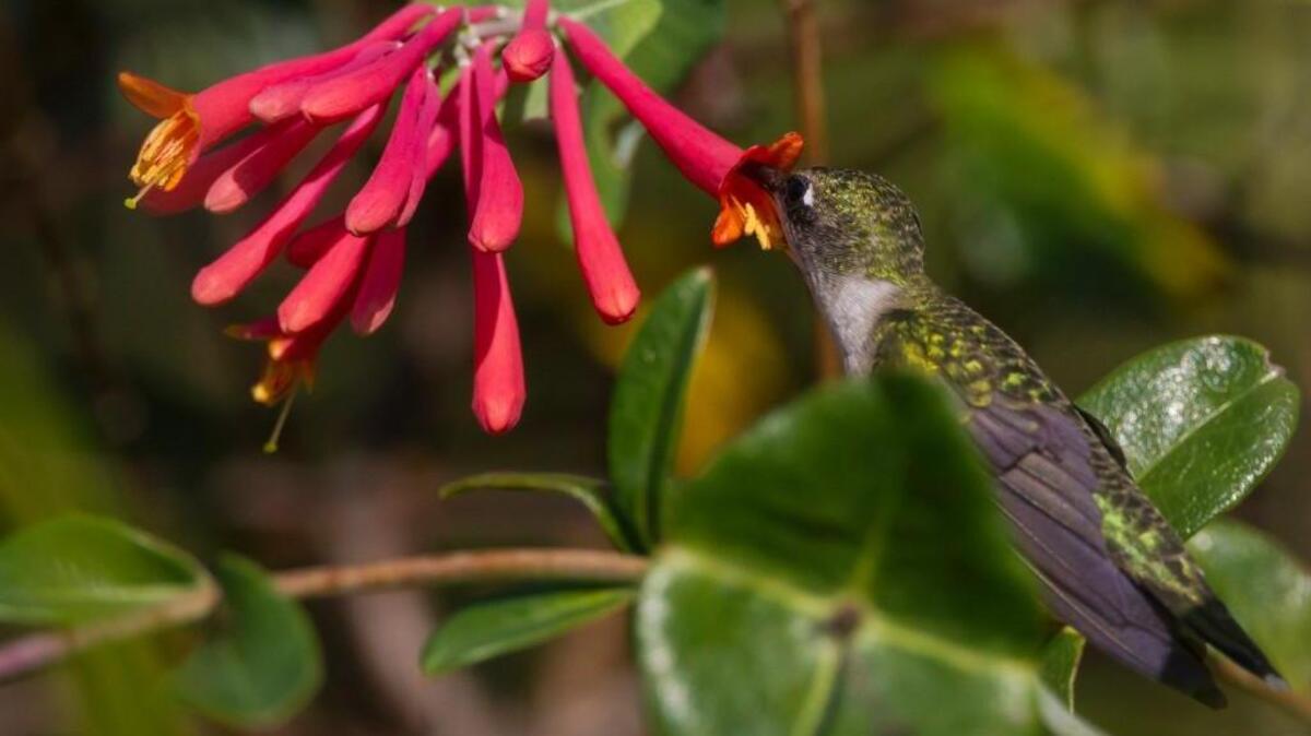 The N.C. Botanical Garden is kicking off its Saving Our Birds exhibition and programs with an Aug. 14 event about hummingbirds.