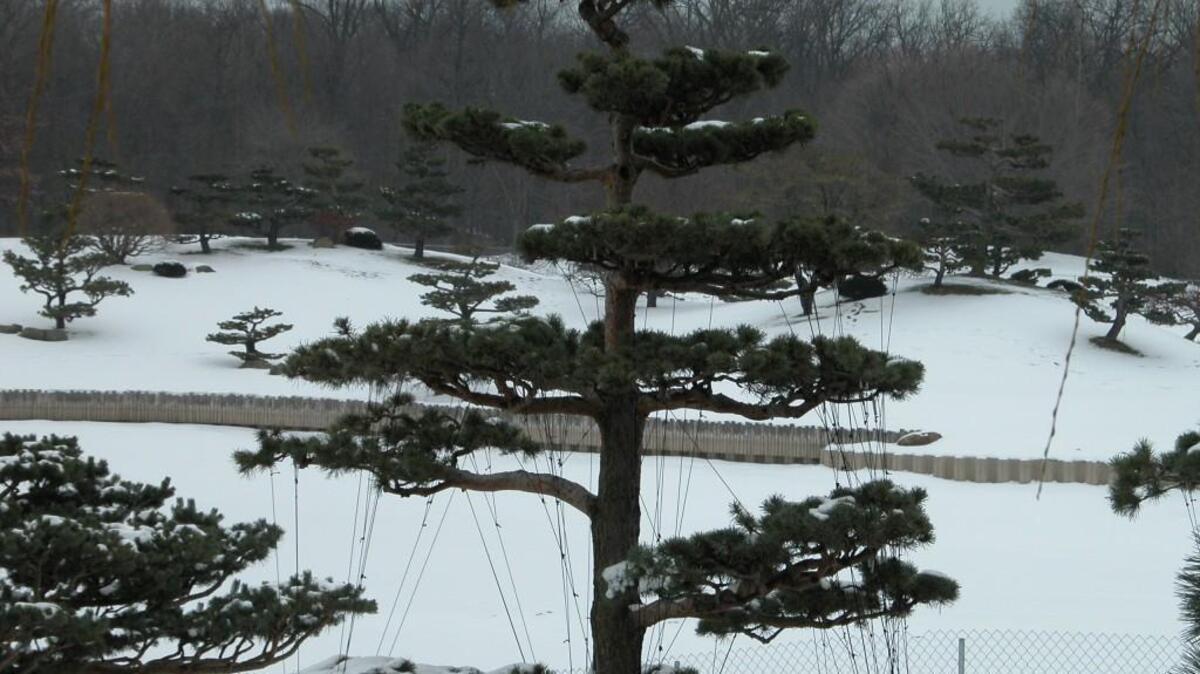 After new growth appears in spring, you can prune Japanese pine trees.