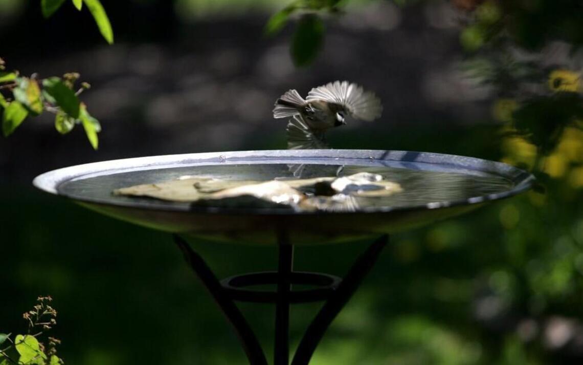 There are only so many narcissistic birds one can take