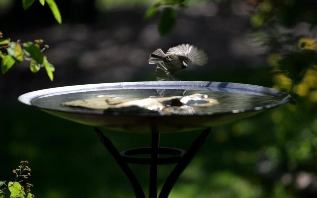 A bird flits around a bird bath.