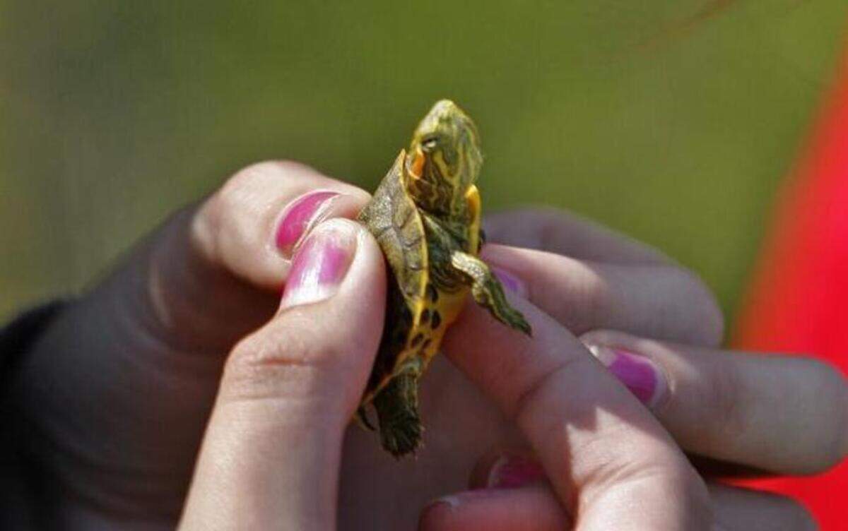 Wild West Avent, a gardening-for-wildlife group that hosts an online blog and email chat group for members, helps answer members’ questions such as where to relocate a displace slider turtle.