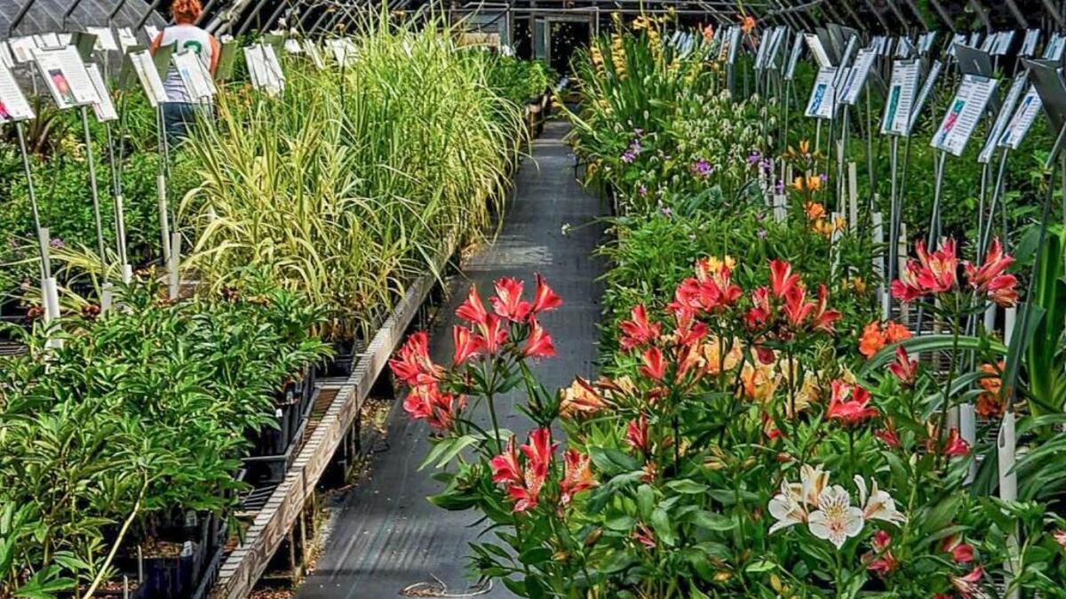 The greenhouses at Plant Delights Nursery, which is having an open house on July 15-17.